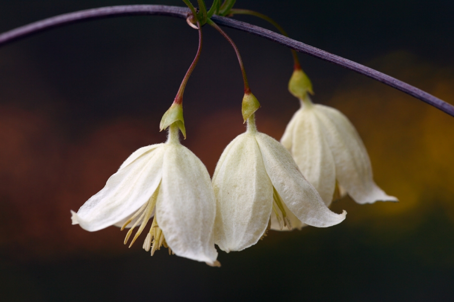 Clematis cirrhosa; florecillas blancas con aspecto de campanillas