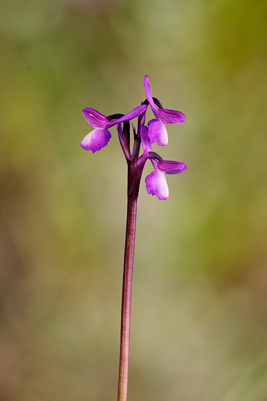 Orchis champagneuxii