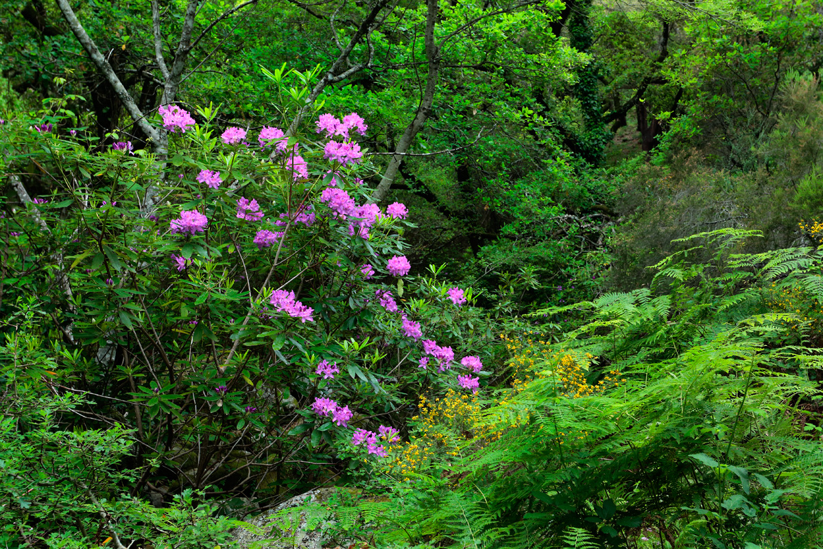 Rododendros ( Rhododendron ponticum) flor en medio de un bosque de quejigos (Quercus canariensis)