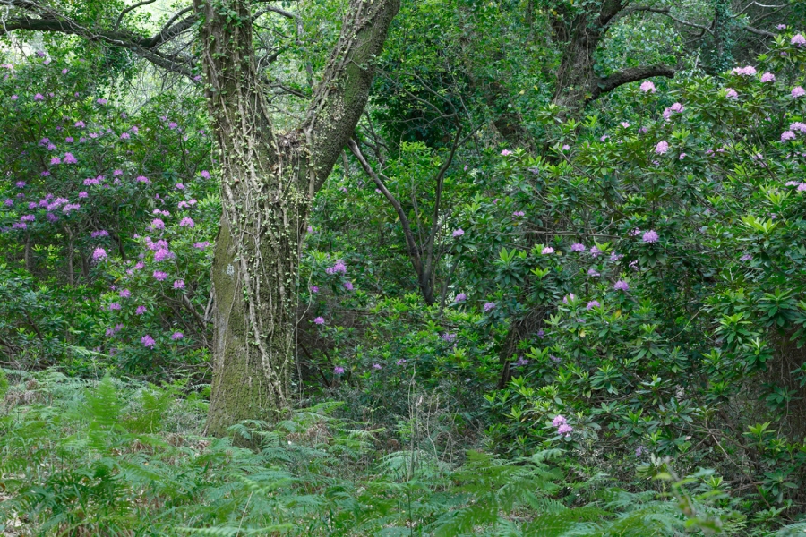 Rododendros ( Rhododendron ponticum) flor en medio de un bosque de quejigos (Quercus canariensis)