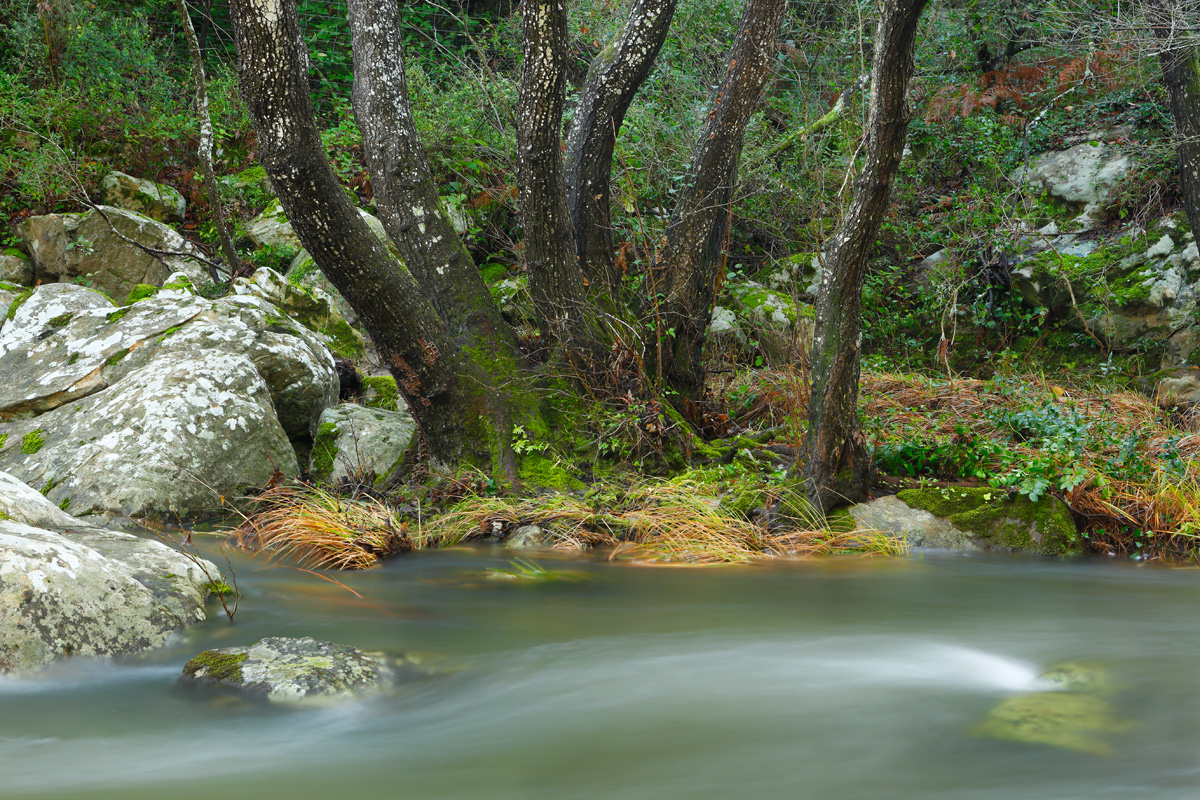 Arroyo entre rocas areniscas y vegetación de ribera: alisos (Alnus glutinosa), helechos , hiedras...