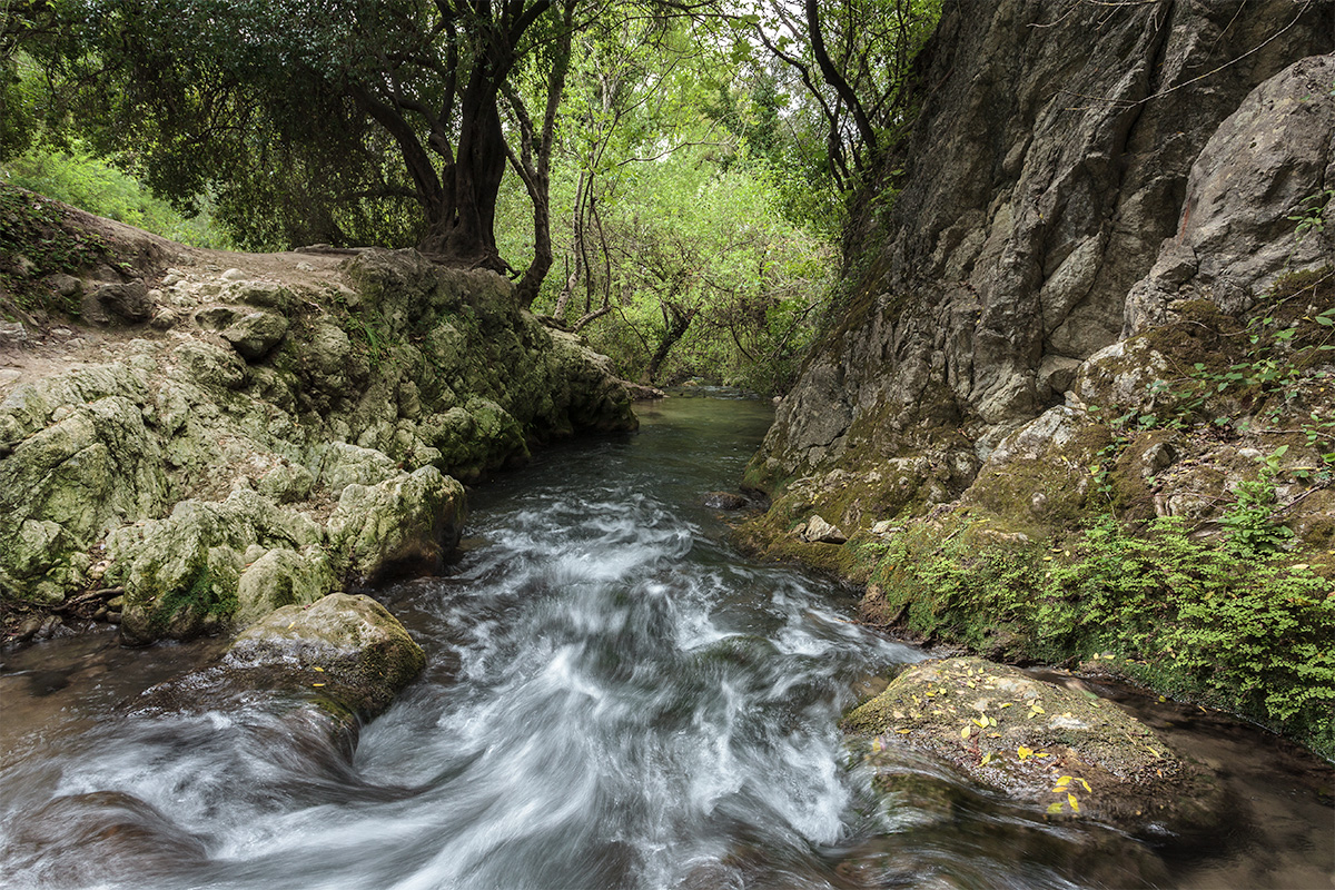 ¡ el bosque