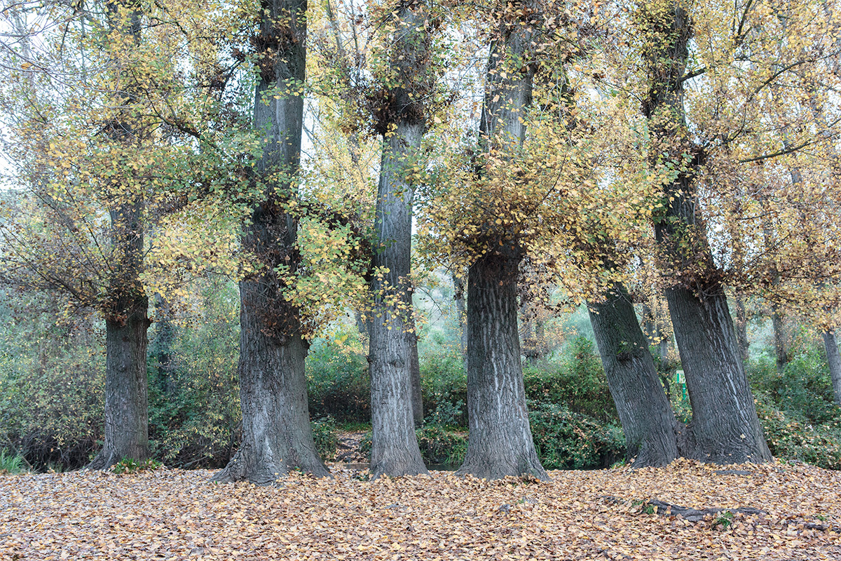 ¿ elbosque
